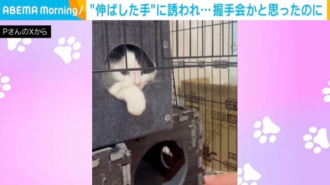 保護猫のミシェルちゃん