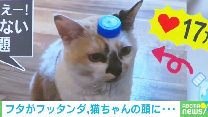 奇跡が起きても動じニャい? 頭にペットボトルキャップを乗せた猫が可愛いすぎる 1枚目