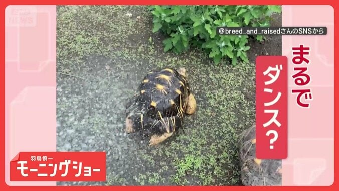 俊敏ダンス！　水を浴びると…激しくおしりフリフリするカメさん　喜びの舞！？ 1枚目