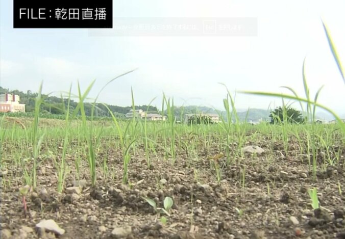 水のない田んぼに種を直蒔きする「乾田直播」