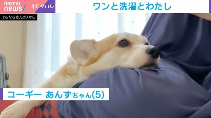 コーギーのあんずちゃん