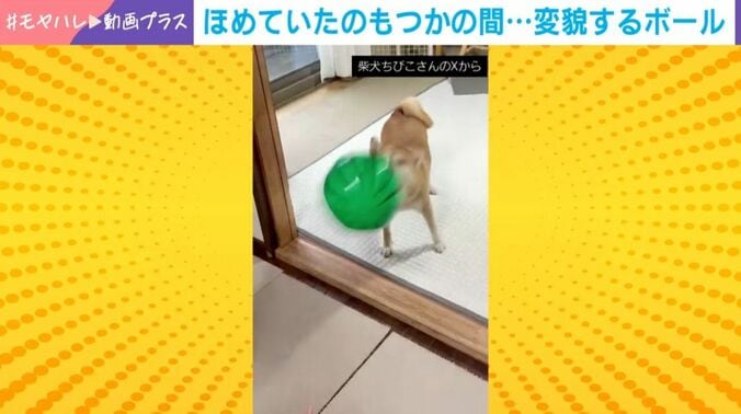 柴犬のちびこちゃん