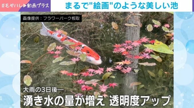 根道神社の境内にある池
