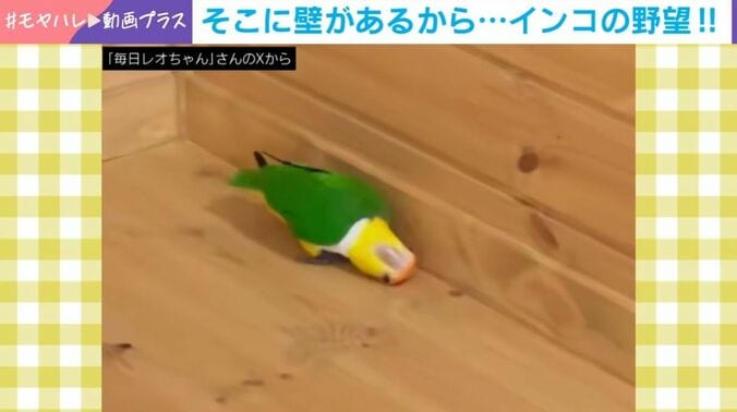 シロハラインコ・レオちゃん（8歳）