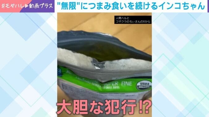 コザクラインコのちぃちゃん