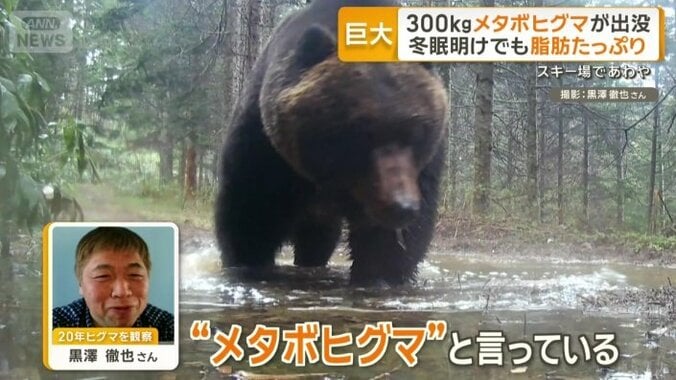 「メタボヒグマ」