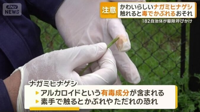 触れると毒でかぶれ・ただれ