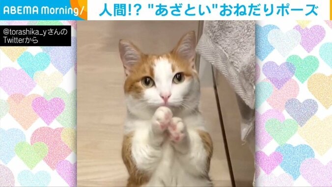 猫が前足を合わせて“おねだりポーズ” 飼い主の心を掴むあざと可愛い姿に「これは耐えられませんね！」「なんでもしてあげたくなる！」と悶絶の声 1枚目