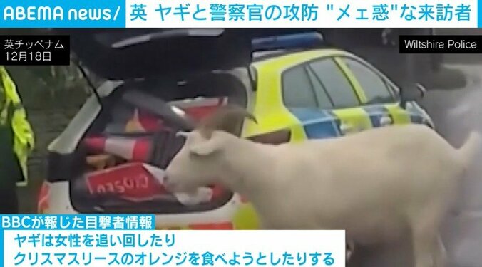 町で騒動を起こした脱走ヤギ