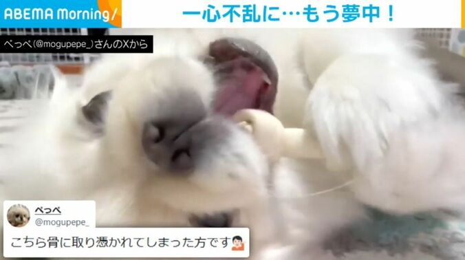 ぺっぺちゃん