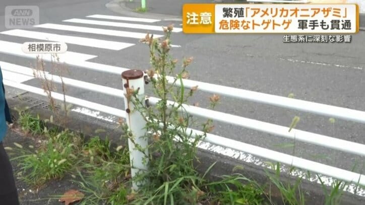 市街地でも見られる