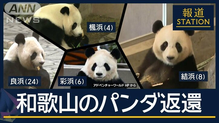 「寂しいですね」30年のプロジェクト終え…和歌山 パンダ4頭すべて返還へ