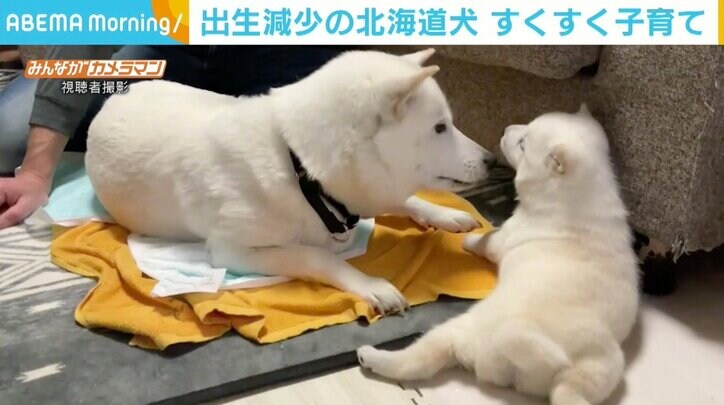 CMの“お父さん”でおなじみの北海道犬、子育ての姿に反響 「シロクマみたい」「もふりたい」
