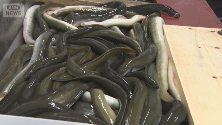 ウナギ全種の規制案を否決　反対100、賛成35　日本が主導し各国説得