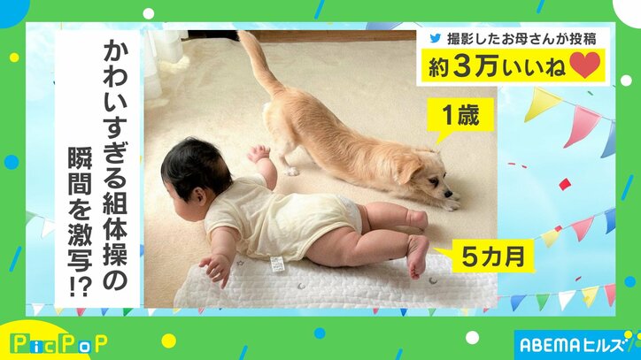 5カ月の赤ちゃんと1歳の犬のコラボ! “かわいすぎる組体操”をしている姿に「なにこの癒し」「この瞬間撮れたのすごい」と絶賛の声