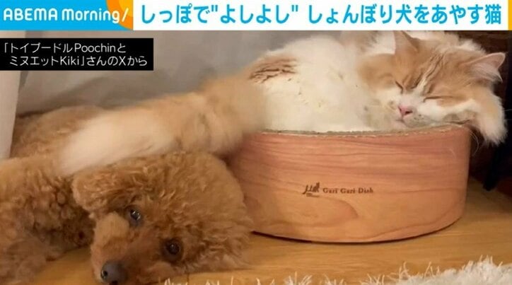 ミヌエットのキキくん（2歳）とトイプードルのプーチンくん（10歳）