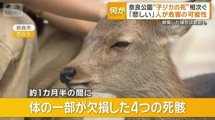 体の一部が欠損した4つの死骸
