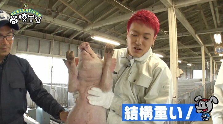 白濱亜嵐、牛に“メンディー”と名付け餌やり　「メンディーお食べ」