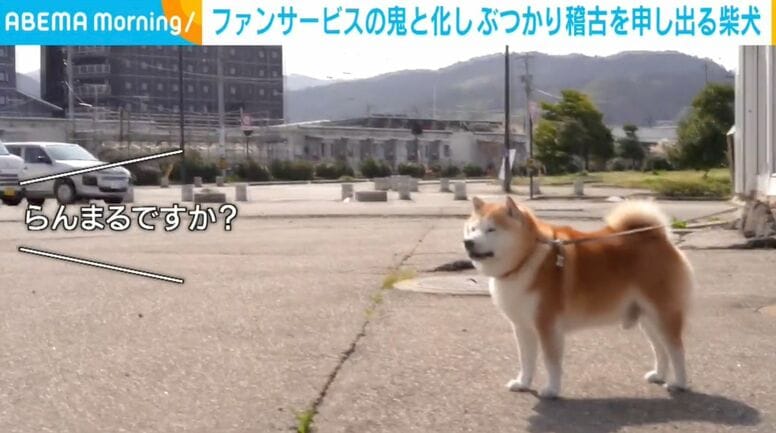 ファンサの鬼と化した柴犬…ぶつかり稽古を申し出る様子に「いいなあ…羨ましい！」「まんまるでかわいすぎw」など反響