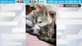 大型犬と子猫が布団でぬくぬく 親子のように身を寄せ合う姿にほっこり 「真ん中に入りたい」懇願の声も