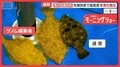 “未来の魚”開発 先端技術で超高速の品種改良へ 海水温上昇で危機…養殖漁業を救う
