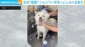 文句？感謝？シャンプー中ずっと“ブツブツ喋る”柴犬に「思ってたより数倍話しててかわいいw」「まだ〜？って聞こえる…」など反響続々