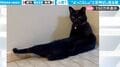 脚を伸ばしててダラ~ッ… 油断しまくる“人間すぎる”猫がネット上で話題に 「貫禄ある」「座った後のドヤ顔ww」