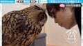 ホッコリする…鳥が飼い主の頭を優しく“カキカキ”する動画に「微笑ましい…」「頭出したらやってくれるの良いな」