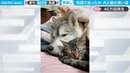 大型犬と子猫が布団でぬくぬく 親子のように身を寄せ合う姿にほっこり 「真ん中に入りたい」懇願の声も