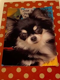 小柳ルミ子『保護犬を飼う　決心をしました❤️❤️❤️』