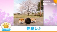 【映像】まるで"花見団子" 柴犬と男の子の仲良しな姿にほっこり