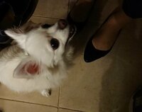 高橋英樹『今日も暑い☀️そしてCMです』