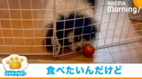 【映像】ミニトマトが取れない犬の“しょんぼり顔”