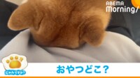【映像】ポケットに頭を突っ込む柴犬