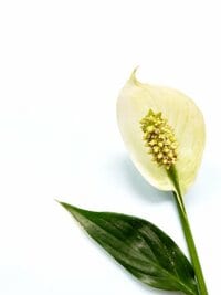 古村比呂『がんは移る⁈』