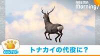 【映像】空飛ぶエゾシカ!? CGではない“奇跡の一枚”