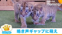 赤ちゃんトラの“ダミ声”に驚く声
