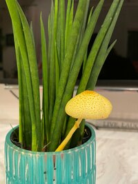 小川菜摘『えええええーーっ』