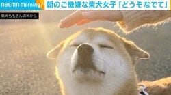 「なでていいよ？」ヒコーキ耳で準備万端の柴犬 “なでられ待ち”の尊すぎる姿にSNS悶絶