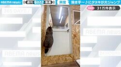 身長倍ジャンプ！タヌキが焼き芋屋の声に反応して飛び跳ねる！「旨さが飛び跳ねてる」「食べる事に一生懸命や～」の声