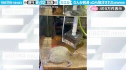 「前通ったら挨拶されたw」大きなカエルがサッと手を挙げて挨拶する様子に「手慣れてる感w」「よっ！元気？みたいな（笑）」と反響