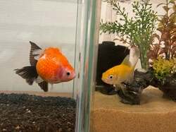 元モー娘。メンバー、“新たな家族”の金魚を紹介「可愛すぎる子に出逢ってしまい」