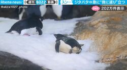 ジタバタするペンギン、次の瞬間、突然我にかえったかのようにスッと立ち上がる姿がおもしろすぎる！「自作自演の可能性ありw」