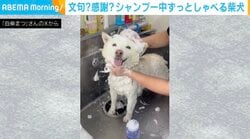 文句？感謝？シャンプー中ずっと“ブツブツ喋る”柴犬に「思ってたより数倍話しててかわいいw」「まだ〜？って聞こえる…」など反響続々