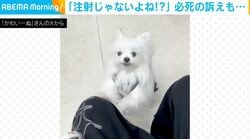 「注射じゃないよね！？」病院で訴える犬に同情の声「怖いよねぇ…声で恐怖は感じるよね」「本人は不安だけど見てる分には可愛いの複雑」