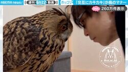 ホッコリする…鳥が飼い主の頭を優しく“カキカキ”する動画に「微笑ましい…」「頭出したらやってくれるの良いな」