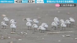 「強風でお餅に！？」九十九里浜で撮影された、渡り鳥たちの“かわいすぎる休憩”に「トリモチだ！」「小学1年生みたい」と反響
