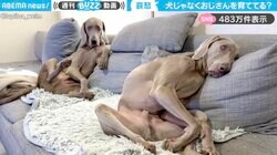 「犬じゃなくて、おじさん育ててる？」哀愁漂う2頭のくつろぐ姿に「日曜夜に月曜からの仕事考えてる自分だ」など反響