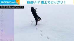 猫が自分で掘り出したもので“パニック” 大慌てで飼い主の足元に戻る姿に「ビックリしすぎｗ」爆笑の声