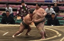 「※AIではありません」力士の怪力でも“動かない”252キロの壁にファン騒然 「絶対無理」「叫び声がすごい」115キロ差対決で力士苦悶